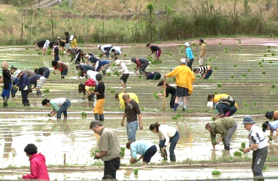 ファーム(農園)